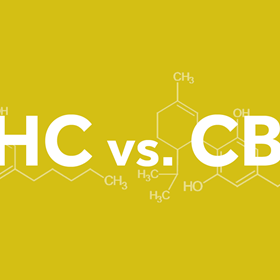 Thc Vs Cbd: Karene Patty